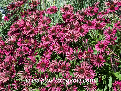 Kismet Raspberry Coneflower (Echinacea)
Image was taken on a very bright day in early August.